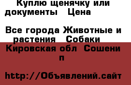 Куплю щенячку или документы › Цена ­ 3 000 - Все города Животные и растения » Собаки   . Кировская обл.,Сошени п.